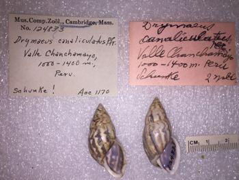 Media type: image; Malacology 124833 Description: 124833_Drymaeus_canalieulatus image;